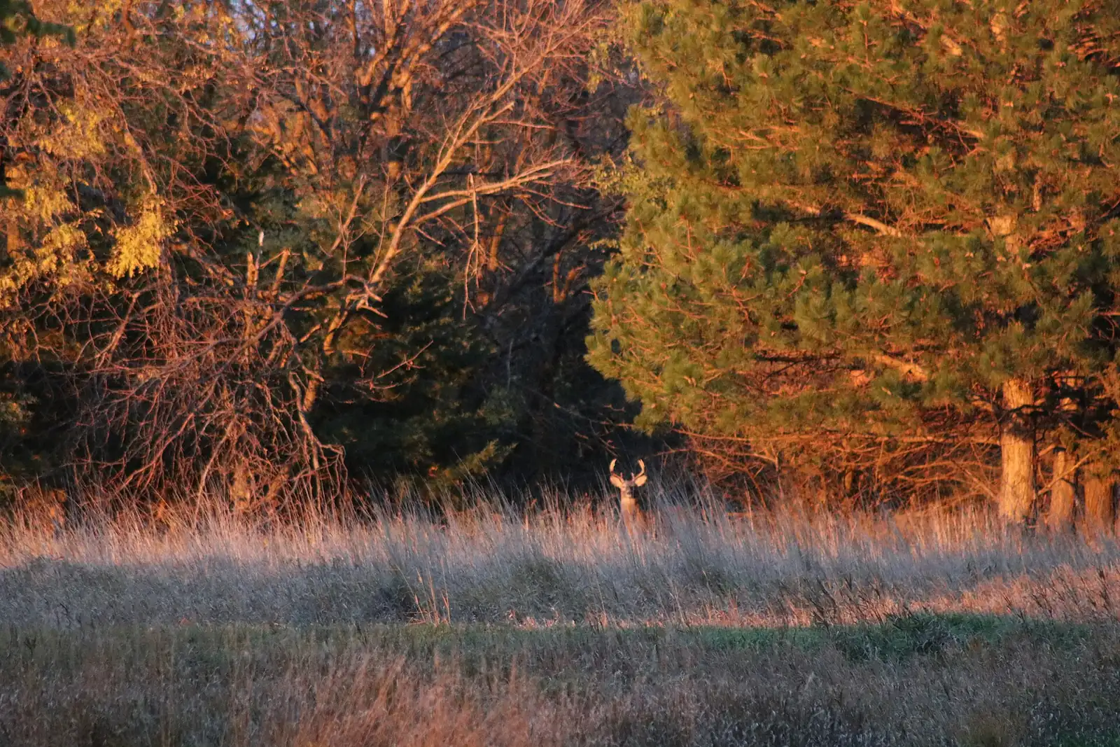 A whitetail buck at the edge of a field at golden hour